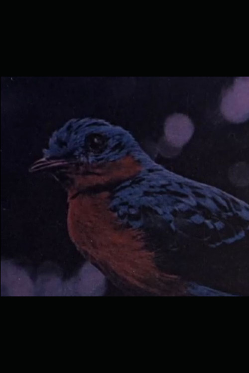 Retrato de Villa-Lobos (1964) poster