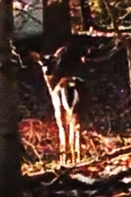 Downy Ashes (2025) poster