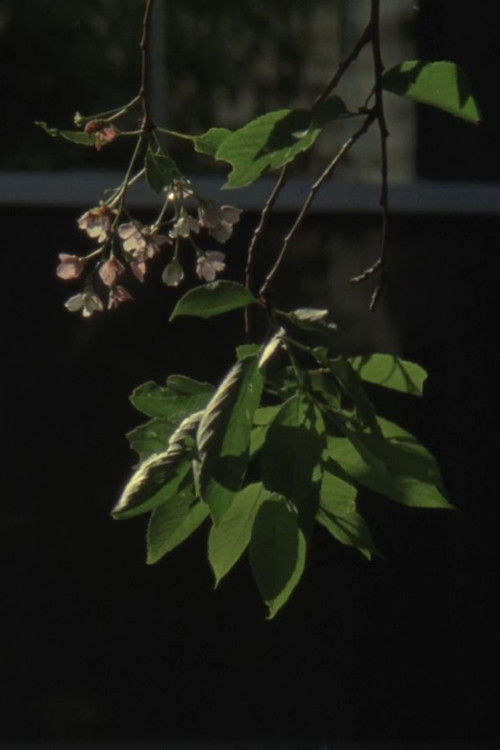 Parking (2016) poster