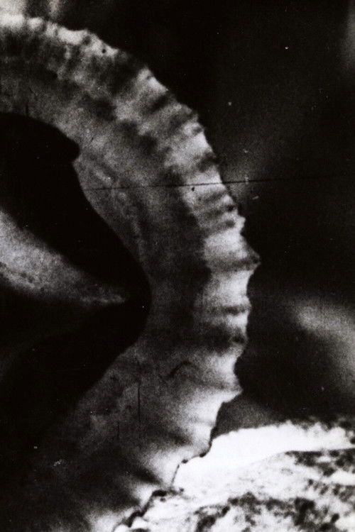 Versus (1968) poster