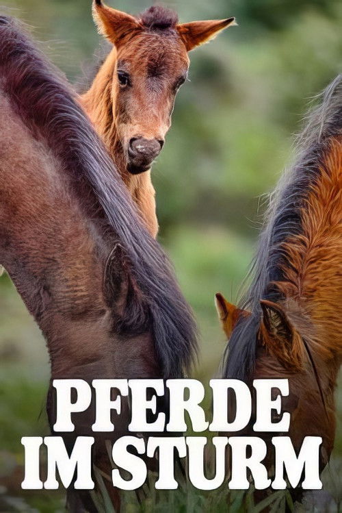 Pferde im Sturm - Das wilde Herz Sardiniens (2024) poster