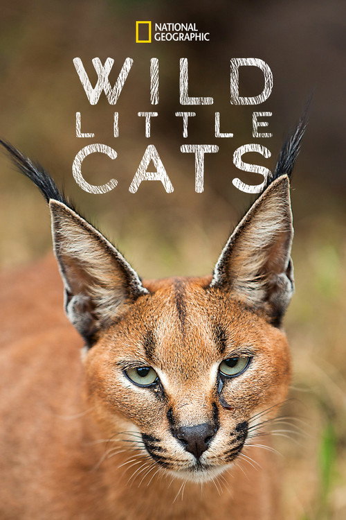 Wild Little Cats (2017) poster