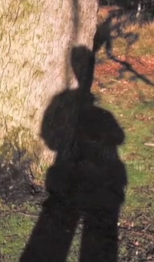 Forest Murmurs (2006) poster