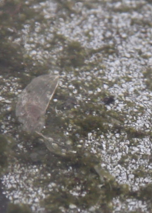 Palinopsia (2023) poster