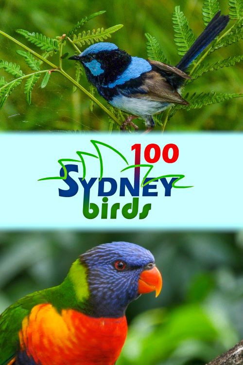100 Sydney Birds (2022) poster