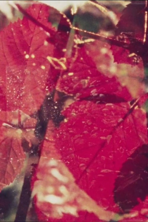 Summerfall Black Berries (1982) poster