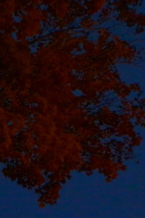 Orpheus (2020) poster