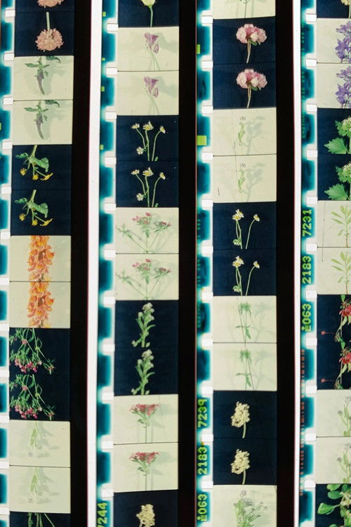 Lover, Lovers, Loving, Love (2025) poster