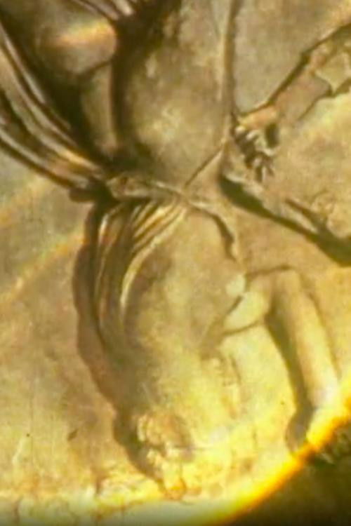 À la recherches des Amazones (1986) poster