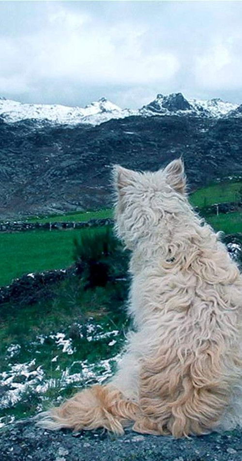 Histories of Wolves (2018) poster