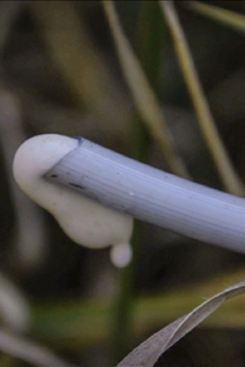 Cum is not peeing (2025) poster