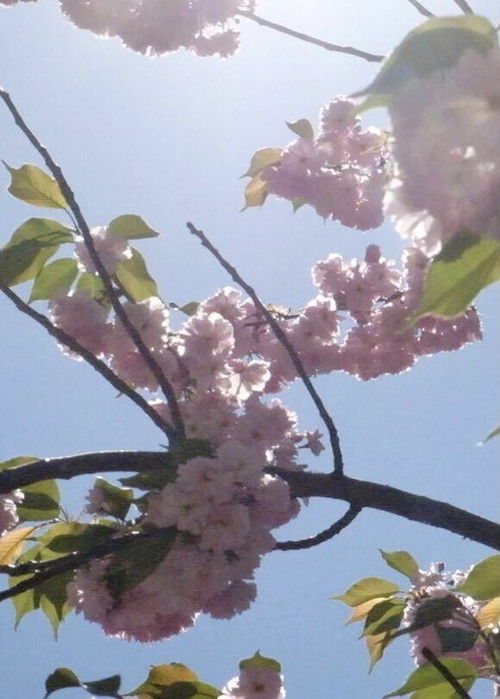 As Far As Our Eyes Can See (2019) poster