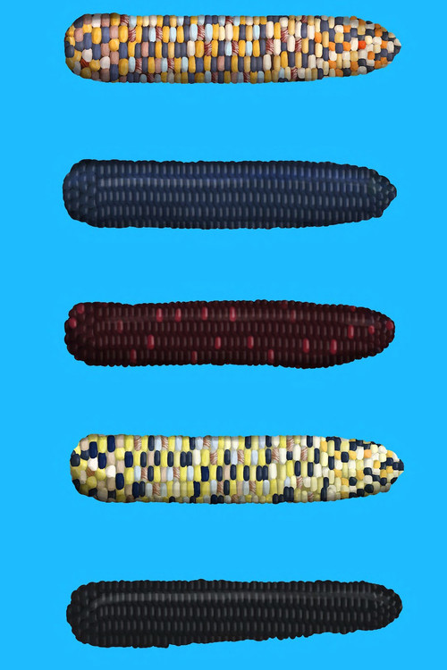 The Institute (2020) poster