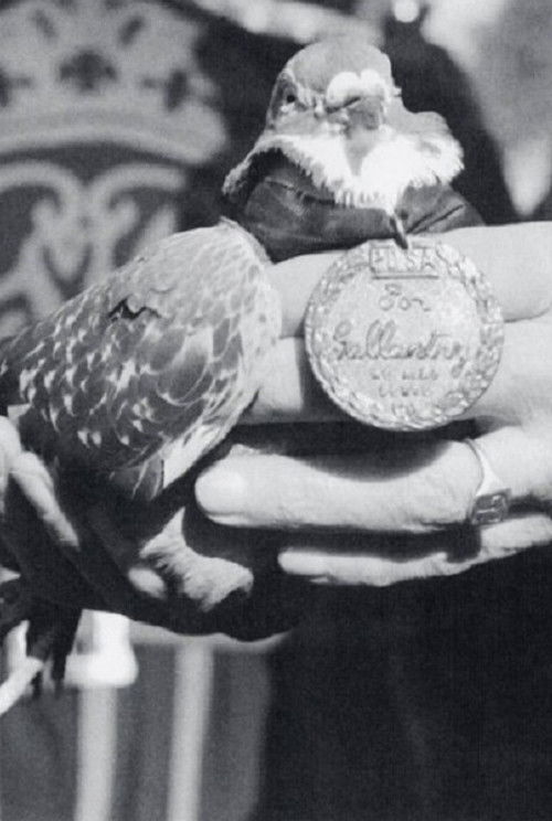 War Pigeon (2017) poster