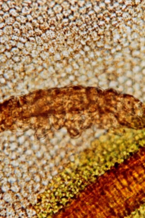 Niesporczaki (1968) poster