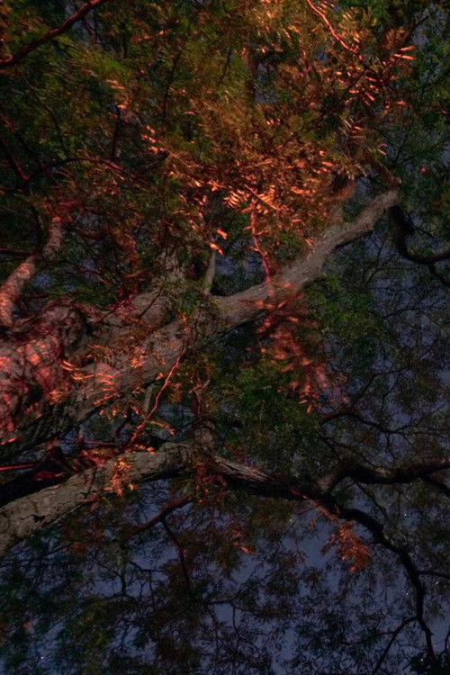 Curve the Night Sky (2021) poster