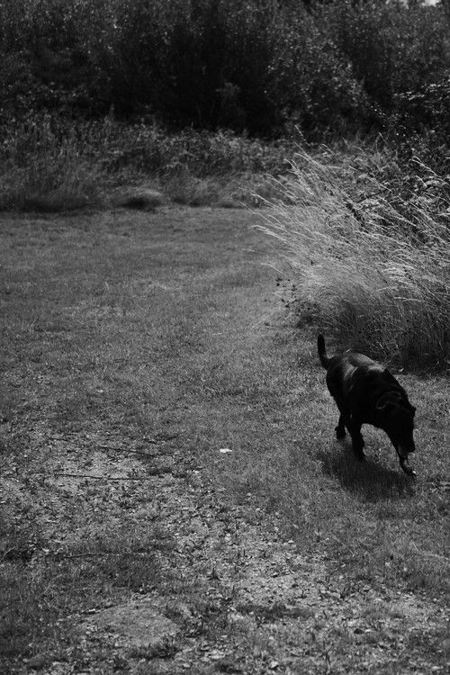 Black Dog (2020) poster