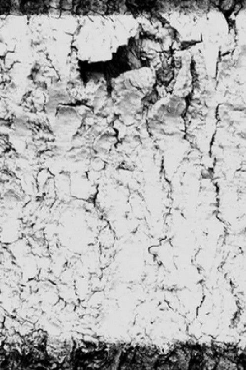 . . . . Yellow Dawn (2025) poster