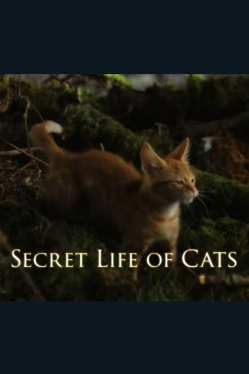 The Secret Life of Cats (2014) poster