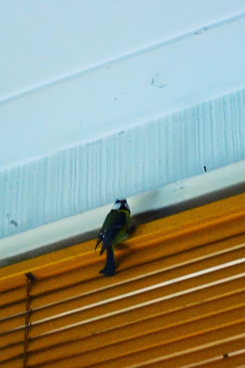 rare vines (2018) poster