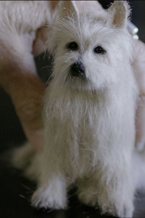 You Can't Shrink Love (2023) poster