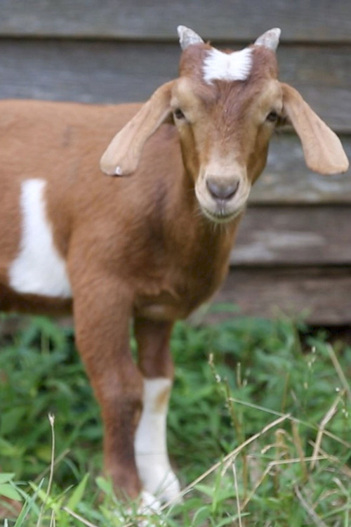 If it Won’t Hold Water, it Surely Won’t Hold a Goat (2014) poster