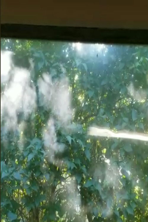 Leaves of Light (2022) poster