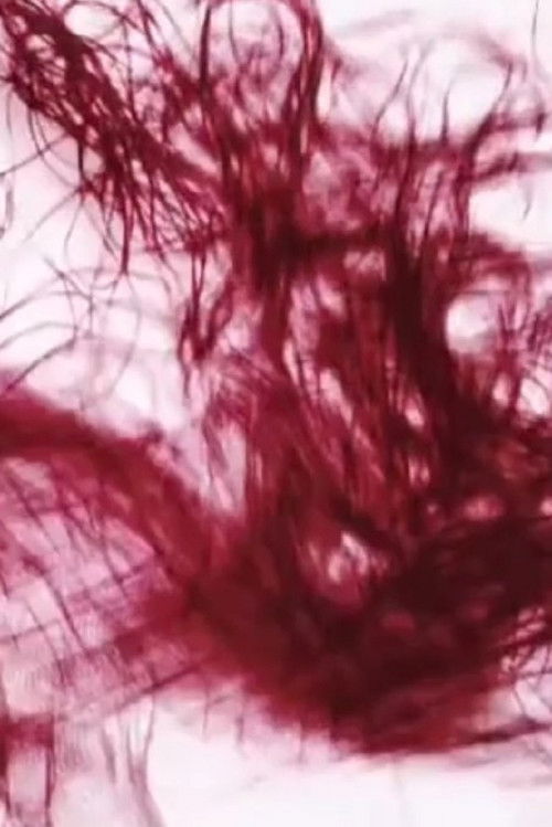 Vento Ignis (2009) poster