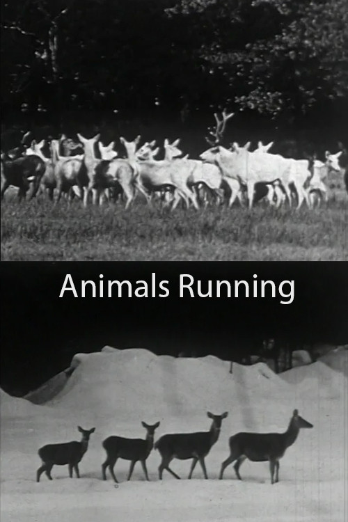 Animals Running (1974) poster