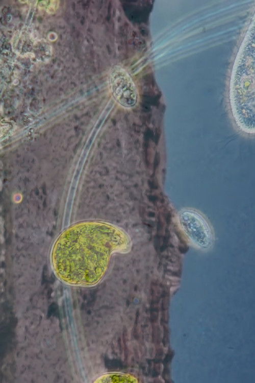 Como un estallido (2024) poster