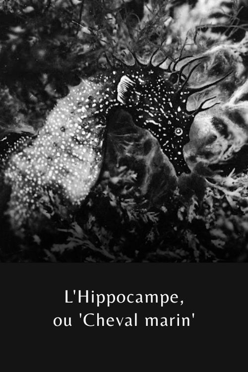 L'Hippocampe, ou 'Cheval marin' (1935) poster