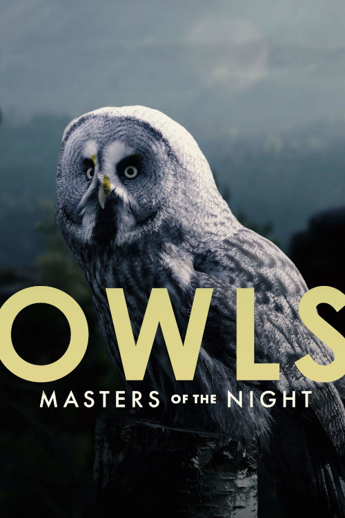 Owls: Masters of the Night (2020) poster