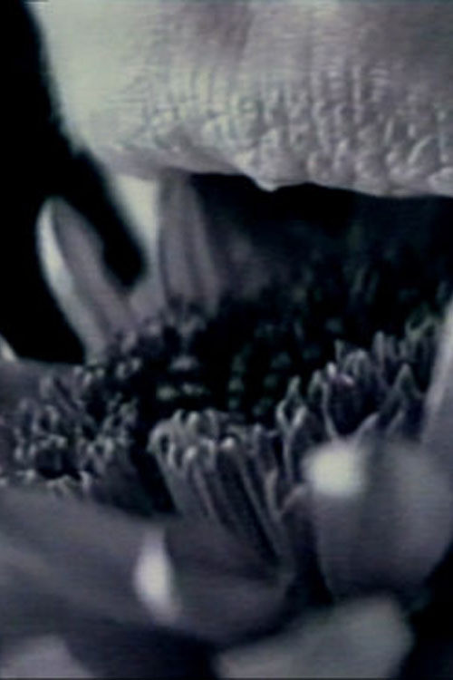 straightbut (1997) poster