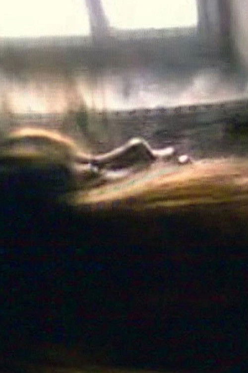 Dark Glass (2006) poster