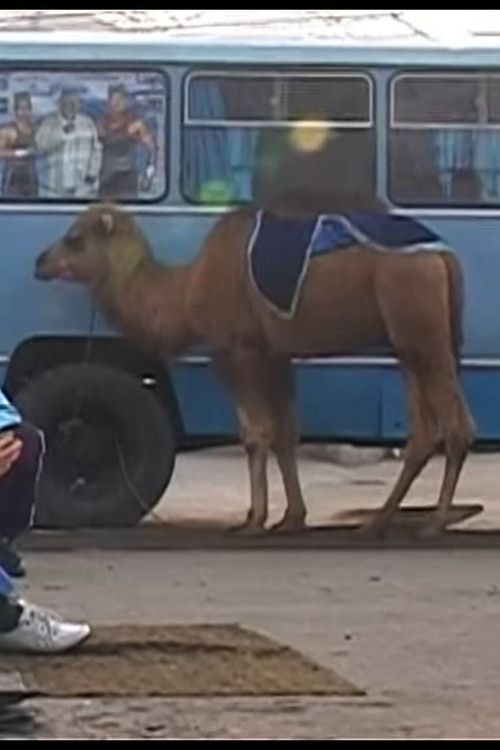 Live and live in Fergana (2009) poster