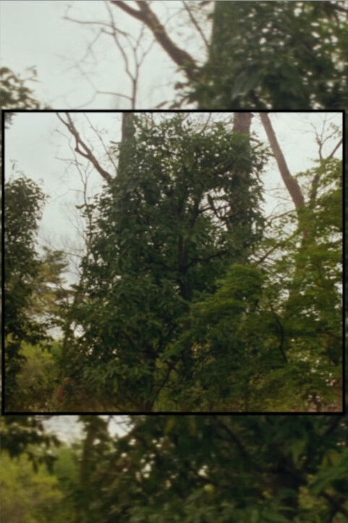 Available Light (2025) poster