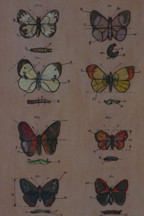 Lekcja anatomii (1968) poster