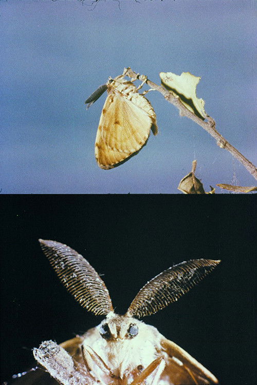 La lagarta (1974) poster