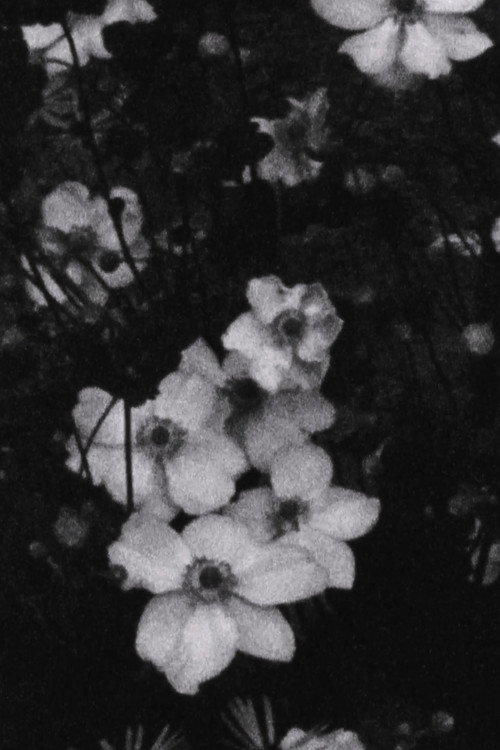 Für P. (Weiße Blumen) (2016) poster