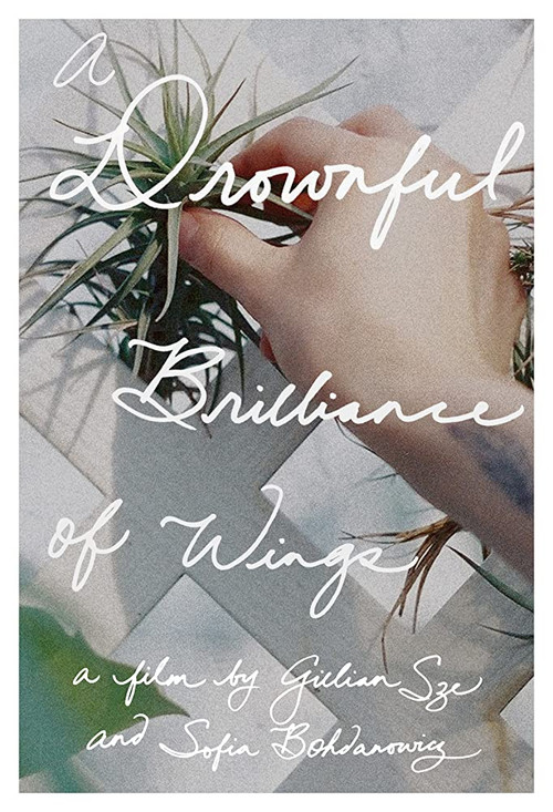 A Drownful Brilliance of Wings (2016) poster