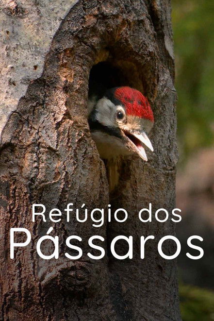 Refúgio dos Pássaros (2022) poster