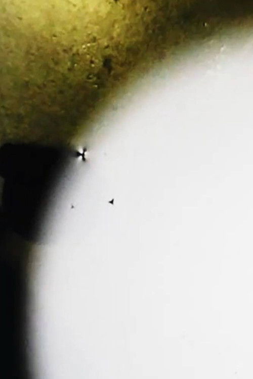 Sumi-ê (2022) poster