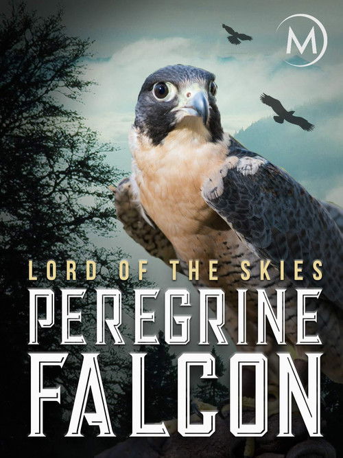 Peregrine Falcon: Lord of the Skies (2018) poster
