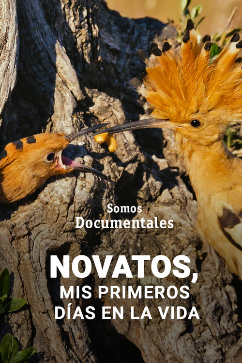 Novatos, mis primeros días en la vida (2025) poster