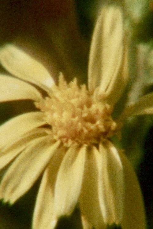 El Inmortal (1968) poster