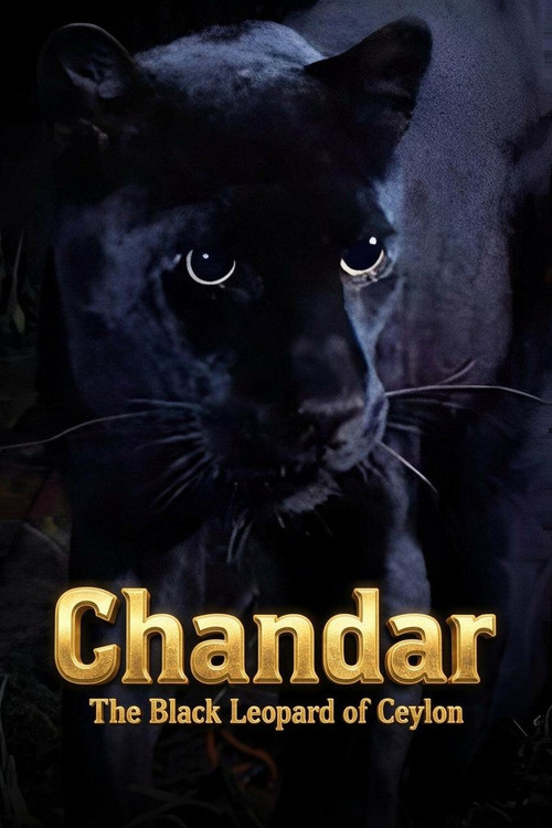 Chandar, the Black Leopard of Ceylon (1972) poster