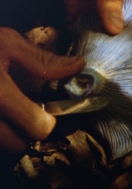 Aliados (2024) poster