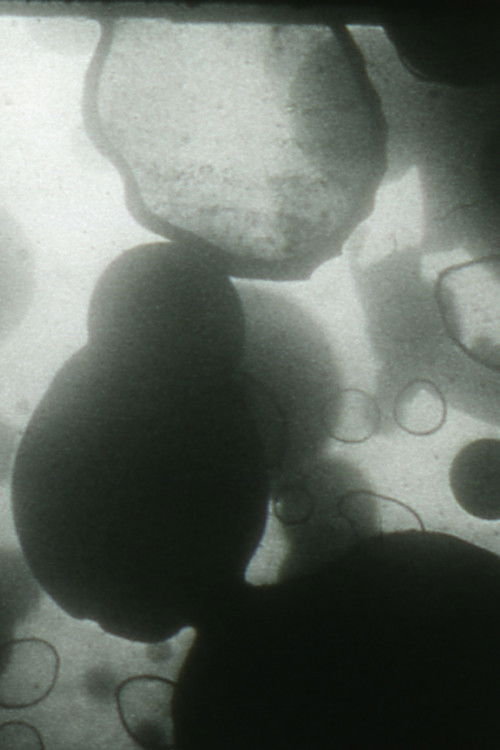 If Only (2003) poster