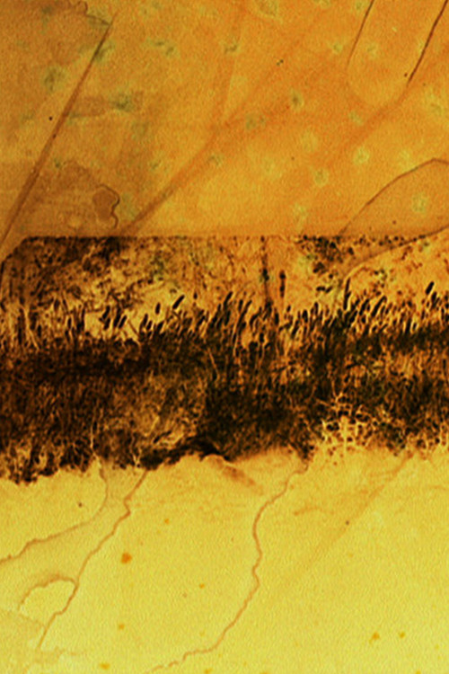 The Sight (2012) poster