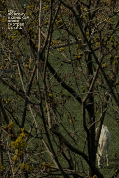 Seems Like I've Been Looking Through The Window For Too Long (2024) poster